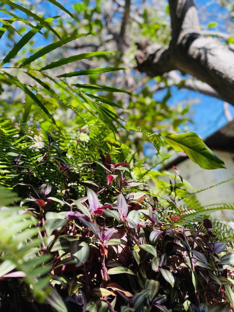 Posada Mana San Juan La Laguna Exteriér fotografie